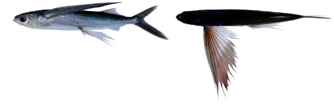 Cheilopogon heterurus_004